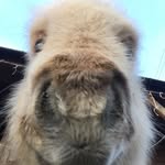 teddytheshetland profile photo