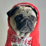 Lilly west profile photo