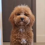 Roo 🐶 Beth & Owen 👫🏻🩵 profile photo