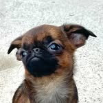Edna the Runt profile photo