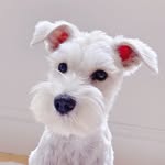 Tofu profile photo