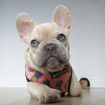 Kygo the French Bulldog profile photo