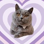 Bella the British Blue profile photo