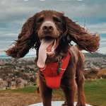 Hunter the Good Boy profile photo