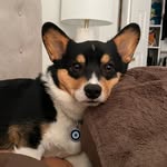 Yoshi 🐾🐶 profile photo