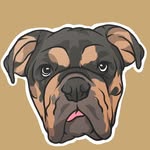 Walter The English Bulldog 🐾 profile photo