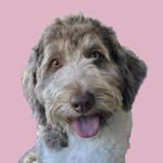 Summer Ipock profile photo