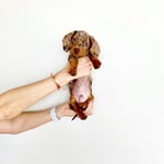 Pepper • Mini Dapple Dachshund • Dog Influencer profile photo
