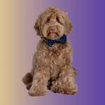 Mister James Hond profile photo