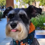 🧡 S C O T T I E 🧡 profile photo