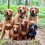 Ron,Stan,Rupert,Dexter, Ralph and Vinnie profile photo