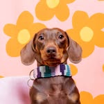 Parker the Mini Dachshund 🌭 profile photo