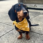 Mildred the Sausage profile photo
