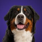 Tommy profile photo