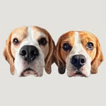 Beagle Bros Stanley And Ollie profile photo