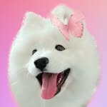 Snowie Samoyed profile photo