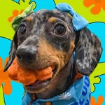 Pebbles the Mini Dachshund profile photo