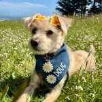 Douglas Fur 🐶🧘🏾‍♀️🌲Alex & Doug’s Life profile photo