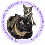 Bandit the Tortie & Mimic the Dilute Calico profile photo