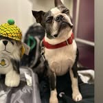 Lenny The Boston profile photo