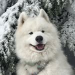 Qinu profile photo