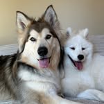 Kateryna, Duke and Odesa profile photo