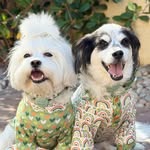 Moana & Maui profile photo