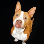 Zeus The Short Bully profile photo