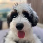 Remy 🐾 profile photo