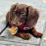 Kerbie the Mini Sausage profile photo