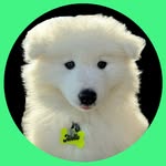 Marshmello the Samoyed 🐻‍❄️ profile photo