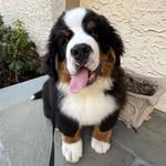CJ The Bernese profile photo