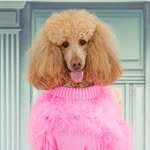 Brontë profile photo