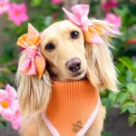 Clementine the Dachshund 🎀🍊 profile photo