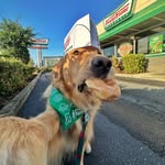 Donut the Golden Retriever profile photo