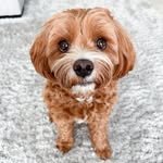 Teddy Lupin & Sammy profile photo