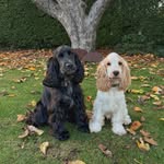 Cocker Spaniels profile photo