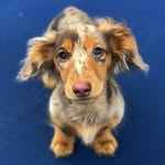 Roswell profile photo