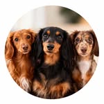 Chelsea, Brooklyn & SoHo profile photo
