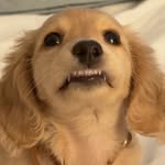 Finnley James profile photo