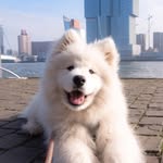 Felix The Samoyed 🐶 profile photo