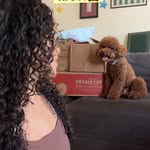 Creator collaboration with PetSmart by @monis.oso