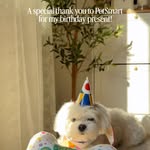 Creator collaboration with PetSmart by @maltesechico