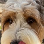 Creator collaboration with Native Pet by @wallybernedood