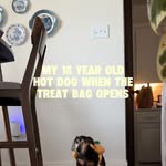 Creator collaboration with PetSmart by @madisondawnmauch