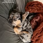 Creator collaboration with Lola Blankets by @meetfluffywinston