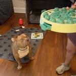 Creator collaboration with PetSmart by @nicoledlevine