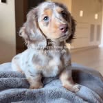 Creator collaboration with Native Pet by @winnieandalexa