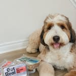 Creator collaboration with Chewy by @wallybernedood