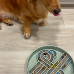 Creator collaboration with Native Pet by @minidoxflan